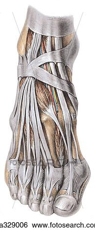 Dorsum of foot. B. Dorsalis pedis vein and deep fibular nerve, cut