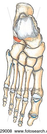 Dorsum of foot. C. Bones. View Large Illustration Stock Illustration - Dorsum of foot. C. Bones.. Fotosearch