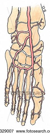 Dorsum of foot. D. Arterial supply. The dorsal arterial arch is formed by the dorsalis pedis artery, which also contributes to the plantar arch formed by the medial and lateral plantar arteries. View Large Illustration Stock Illustration - Dorsum of foot. D. Arterial supply. The dorsal arterial arch is formed by the dorsalis pedis artery, which also contributes to the plantar arch formed by the medial and lateral plantar arteries.. Fotosearch
