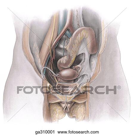 Clip Art - Female genital organs, anteriosuperior view.. Fotosearch