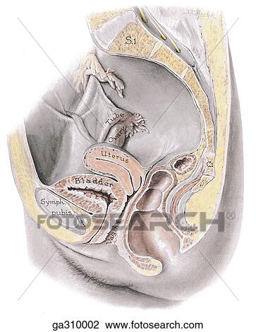 Female pelvis, median section View Large Illustration Drawing - Female pelvis, median section. Fotosearch
