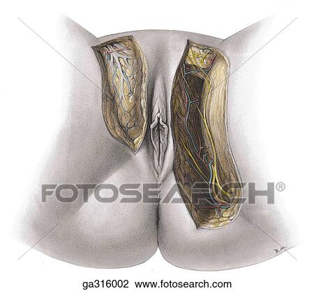 Drawing - Female perineum - 1, inferior view.. Fotosearch