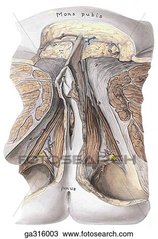 perineum female inferior drawing fotosearch lif137