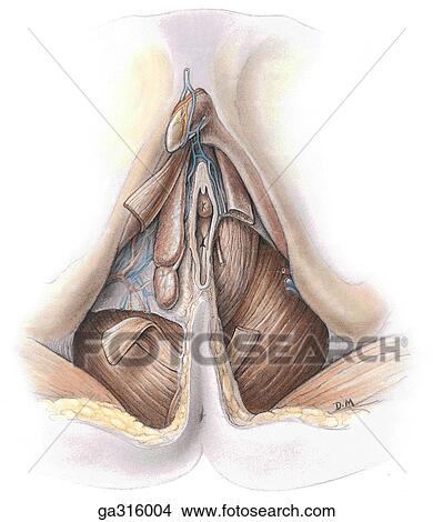 Female perineum - 3, inferior view. View Large Illustration Stock Illustration - Female perineum - 3, inferior view.. Fotosearch