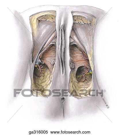 Female perineum - 4, inferior view. View Large Illustration Stock Illustration - Female perineum - 4, inferior view.. Fotosearch