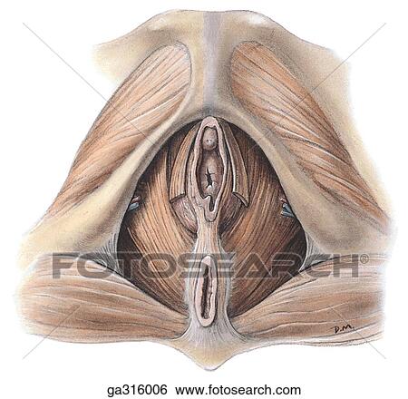 Female perineum - 5, inferior view. View Large Illustration Stock Illustration - Female perineum - 5, inferior view.. Fotosearch