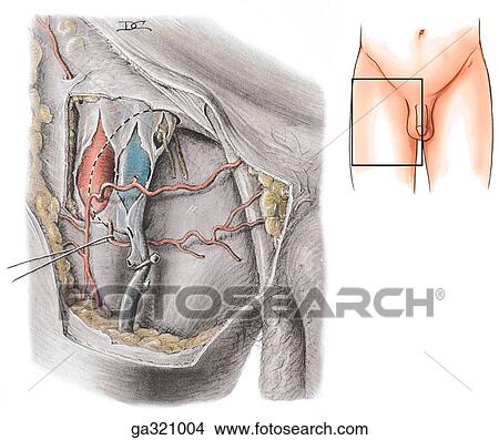 Stock Illustration - Femoral sheath. Femoral sheath, canal and ring, anterior view. Insert image indicates orientation of main illustration. . Fotosearch