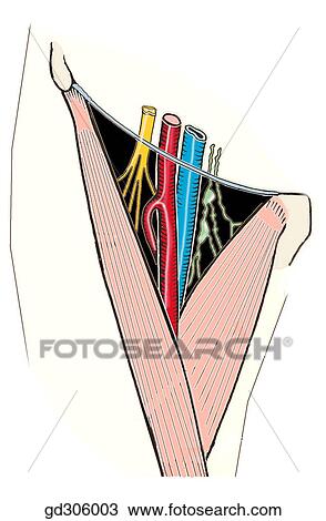 Femoral triangle and contents. Note that the femoral artery lies to the hip joint. View Large Illustration Drawing - Femoral triangle and contents. Note that the femoral artery lies to the hip joint.. Fotosearch