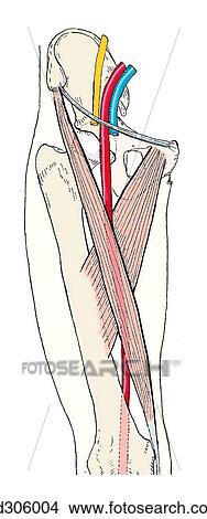 Femoral triangle and contents. Note that the femoral artery lies to the