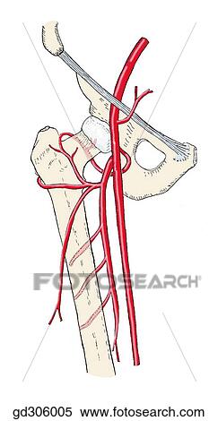 Stock Illustration of Femoral triangle and contents. Note that the