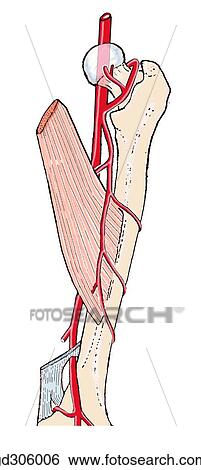 Stock Illustration - Femoral triangle and contents. Note that the femoral artery lies to the hip joint.. Fotosearch
