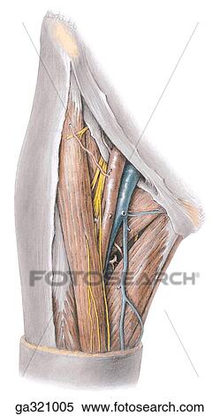 Stock Illustration - Femoral triangle, anterior view. A. Dissection.. Fotosearch
