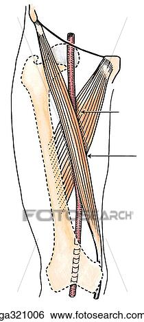 Femoral triangle, anterior view. B. Femoral artery. View Large Illustration Stock Illustration - Femoral triangle, anterior view. B. Femoral artery.. Fotosearch