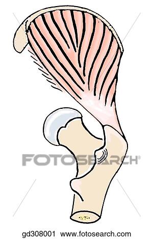 Fleshy and tendinous portions of the gluteus medius; insertion into the greater trochanter of the femur. View Large Illustration Clip Art - Fleshy and tendinous portions of the gluteus medius; insertion into the greater trochanter of the femur.. Fotosearch
