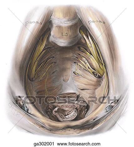 Floor of female pelvis, superior view. View Large Illustration Clip Art - Floor of female pelvis, superior view.. Fotosearch
