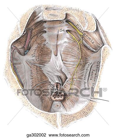 Drawing - Floor of male pelvis, superior view.. Fotosearch