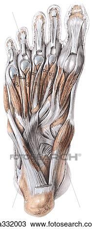 Fourth layer of muscles of sole of foot. View Large Illustration Drawing - Fourth layer of muscles of sole of foot.. Fotosearch