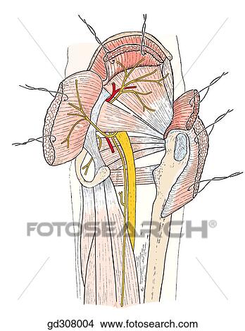 Gluteal region muscles; deep dissection. The gluteus maximus and medius are reflected to allow access to deeper layers. View Large Illustration Stock Illustration - Gluteal region muscles; deep dissection. The gluteus maximus and medius are reflected to allow access to deeper layers.. Fotosearch