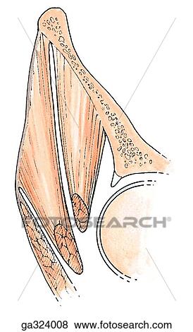 Glutei. Gluteus. D. Coronal view. View Large Illustration Stock Illustration - Glutei. Gluteus. D. Coronal view.. Fotosearch