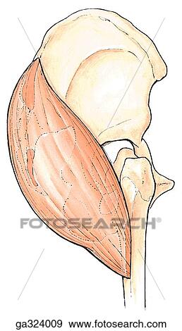 Stock Illustration - Glutei. Gluteus maximus. A. Posterolateral view.. Fotosearch
