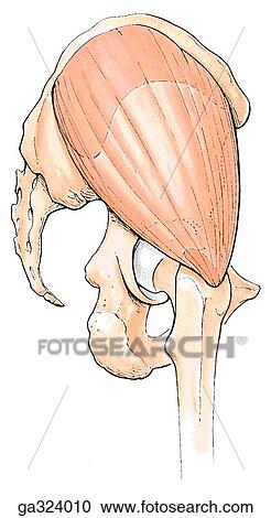 Glutei. Gluteus medius. B. Posterolateral view. View Large Illustration Clipart - Glutei. Gluteus medius. B. Posterolateral view.. Fotosearch