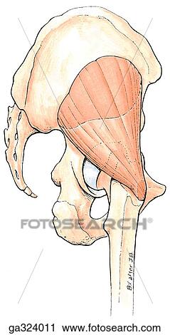 Clip Art - Glutei. Gluteus minimus. C. Posterolateral view.. Fotosearch
