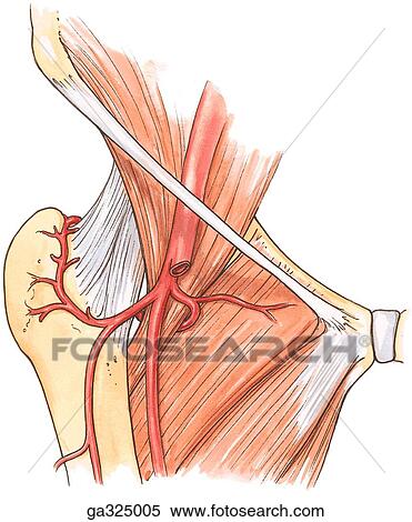 Head of femur blood supply. A. Anterior view. View Large Illustration Stock Illustration - Head of femur blood supply. A. Anterior view.. Fotosearch
