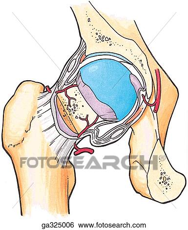 Head of femur blood supply. B. Anterior view. View Large Illustration Stock Illustration - Head of femur blood supply. B. Anterior view.. Fotosearch