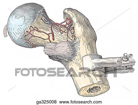 Head of femur blood supply. D. Posteroinferior view. View Large Illustration Stock Illustration - Head of femur blood supply. D. Posteroinferior view.. Fotosearch