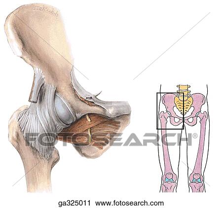 Hip joint. A. Anterior view. Insert image indicates orientation of main illustration. View Large Illustration Clip Art - Hip joint. A. Anterior view. Insert image indicates orientation of main illustration.. Fotosearch