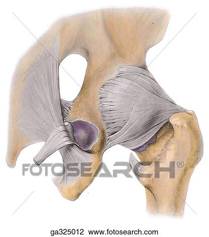 Hip joint. B. Posterior view. View Large Illustration Drawing - Hip joint. B. Posterior view.. Fotosearch