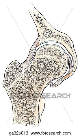 Hip joint, coronal view. View Large Illustration Drawing - Hip joint, coronal view.. Fotosearch