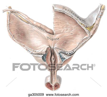 Stock Illustration - Interior of male urinary bladder and prostatic urethra, anterior view.. Fotosearch