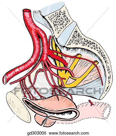 Stock Illustration - Internal iliac artery and its branches in the male pelvis. The asterick (*) denotes the obliterated umbilical artery.. Fotosearch