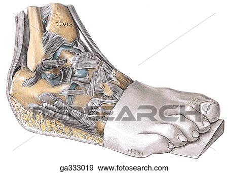 Joints of inversion and eversion. A. Foot, superolateral view. The foot has been inverted to facilitate observation of the articular surfaces and tightened ligaments. View Large Illustration Stock Illustration - Joints of inversion and eversion. A. Foot, superolateral view. The foot has been inverted to facilitate observation of the articular surfaces and tightened ligaments.. Fotosearch