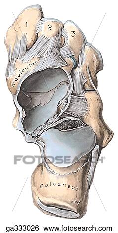 Stock Illustration - Joints of inversion and eversion. B. Posterior and middle parts of foot with talus removed, superior view.. Fotosearch