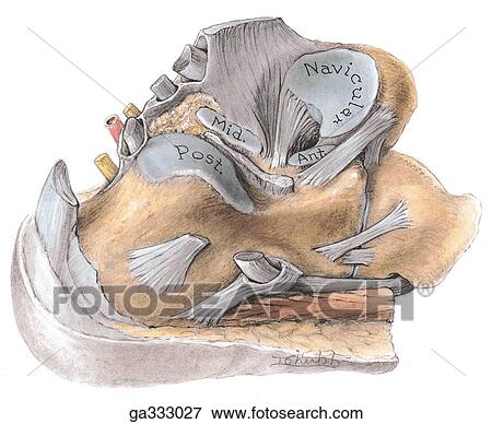 Stock Illustration - Joints of inversion and eversion. C. Posterior part of foot with talus removed, superolateral view. Note the posterior, middle, and anterior calcaneus facets, the spring ligament, and the facet on the navicular constitute the socket for the talus.. Fotosearch