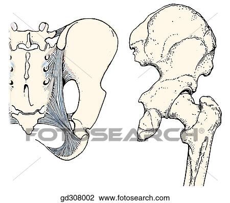 Landmarks and reference points of the gluteal region. View Large Illustration Drawing - Landmarks and reference points of the gluteal region.. Fotosearch