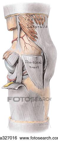 Stock Illustration - Lateral aspect of knee. A. Dissection.. Fotosearch