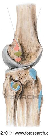Stock Illustration - Lateral aspect of knee. B. Bones, showing muscle and ligament attachments.. Fotosearch