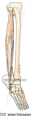Lateral aspect of leg and foot. B. Muscles, anterolateral view. View Large Illustration Drawing - Lateral aspect of leg and foot. B. Muscles, anterolateral view.. Fotosearch