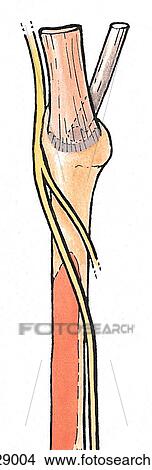 Stock Illustration - Lateral aspect of leg and foot. C. Common fibular nerve, lateral view.. Fotosearch