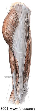 Clip Art - Lateral aspect of thigh, lateral views. A. Lateral aspect of thigh.. Fotosearch