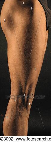 Lateral aspect of thigh, lateral views. B. Surface anatomy of lateral aspect of thigh. (Numbers refer to structures in A). View Large Illustration Drawing - Lateral aspect of thigh, lateral views. B. Surface anatomy of lateral aspect of thigh. (Numbers refer to structures in A).. Fotosearch