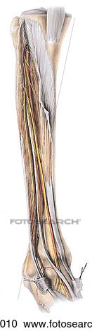 Leg, anterolateral view. View Large Illustration Clipart - Leg, anterolateral view.. Fotosearch