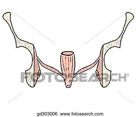 Stock Illustration - Levator ani in three different views. Funnel-shaped in coronal section.. Fotosearch