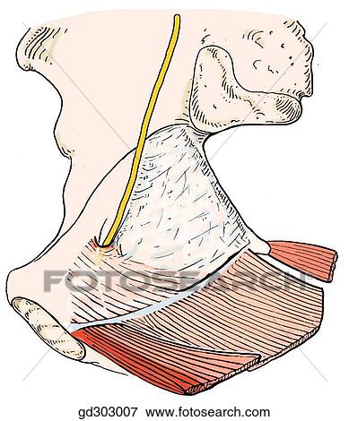 Levator ani in three different views. Originating from the tendinous arch medial to the obturator foramen. View Large Illustration Stock Illustration - Levator ani in three different views. Originating from the tendinous arch medial to the obturator foramen.. Fotosearch