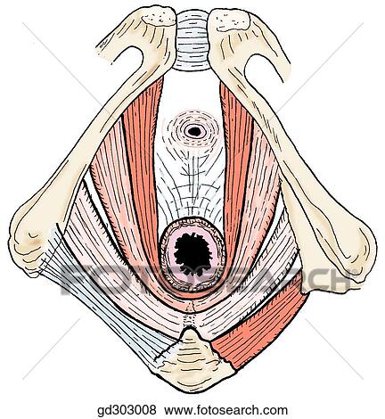 Levator ani in three different views. Forming the pelvic floor around the rectum in inferior view. Note two major components of the levator ani: the pubococcygeus and iliococcygeus. View Large Illustration Stock Illustration - Levator ani in three different views. Forming the pelvic floor around the rectum in inferior view. Note two major components of the levator ani: the pubococcygeus and iliococcygeus.. Fotosearch