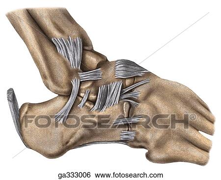 Stock Illustration - Ligaments of ankle, lateral view.. Fotosearch