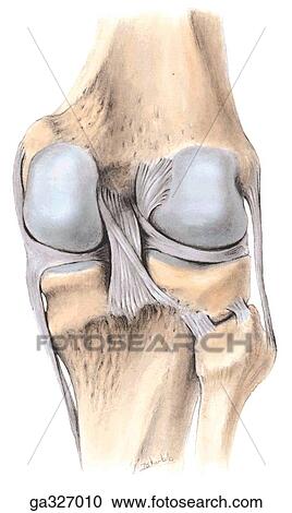 13+ Ligaments Of The Knee Joint Images